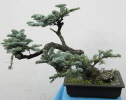 Silbertanne (Abies procera) 2011 Silbertanne (Abies procera) 2011