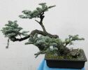 Silbertanne (Abies procera) 2011