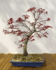 Jap. Fächerahorn (Acer palmatum) 2010