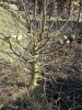 Schwarz-Erle (Alnus glutinosa) 2011 Schwarz-Erle (Alnus glutinosa) 2011