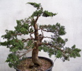 Juniperus chinensis "Blaauws" 2009 Juniperus chinensis "Blaauws" 2009