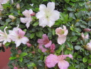 Blüten Gyoten Blüten Gyoten