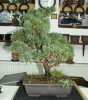 Chinawacholder (Juniperus Chinensis) 2007 Chinawacholder (Juniperus Chinensis) 2007