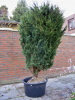 Blauer Chinawacholder (Juniperus chin. "Blaauws") Blauer Chinawacholder (Juniperus chin. "Blaauws")