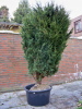 Blauer Chinawacholder (Juniperus chin. "Blaauws")