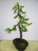 Europ. Lärche (Larix decidua) 2010 Europ. Lärche (Larix decidua) 2010