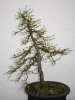 Europ. Lärche (Larix decidua) 2010 Europ. Lärche (Larix decidua) 2010