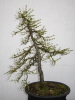 Europ. Lärche (Larix decidua) 2010