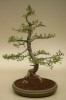 Europ. Lärche (Larix decidua) 2004 Europ. Lärche (Larix decidua) 2004