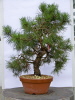 Föhre (Pinus silvestris) 2009 Föhre (Pinus silvestris) 2009