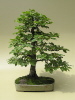 Hainbuche (Carpinus betulus) 2011 Hainbuche (Carpinus betulus) 2011
