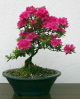 Azalea japonica im Mai 2013 Azalea japonica im Mai 2013