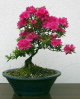 Azalea japonica im Mai 2013