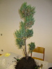 Wacholder (Juniperus) Demo Wacholder (Juniperus) Demo