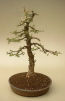 Jap. Lärche (Larix kaempferi) 2004 gestaltet