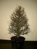 Jap. Lärche (Larix kaempferi) 2004