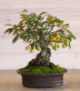 2010 2010