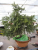Orientfichte (Picea orientalis) 2010 Orientfichte (Picea orientalis) 2010