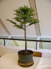 Sachalinfichte (Picea glehnii) Demo Sachalinfichte (Picea glehnii) Demo