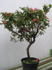 Alpenrose (Rhododendron) 2006 Alpenrose (Rhododendron) 2006
