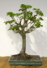 Rosskastanie (Aesculus hippocastanum) 2010 Rosskastanie (Aesculus hippocastanum) 2010