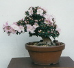 Satsuki Azalee "Gyoten" (Rhododendron indicum) 2000 Satsuki Azalee "Gyoten" (Rhododendron indicum) 2000