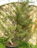 Schwarzkiefer (Pinus nigra) 2006 Schwarzkiefer (Pinus nigra) 2006
